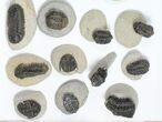 Lot: Trilobite Fossils (Heavily Restored) - Pieces #101600-2